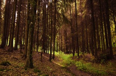 Trees growing in forest