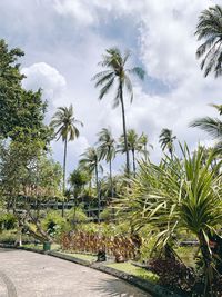 Palm trees by road against sky