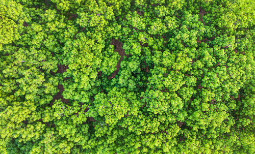 Full frame shot of fresh green plants