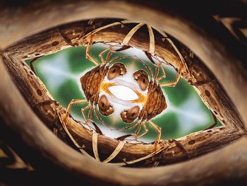 Close-up of bird in nest