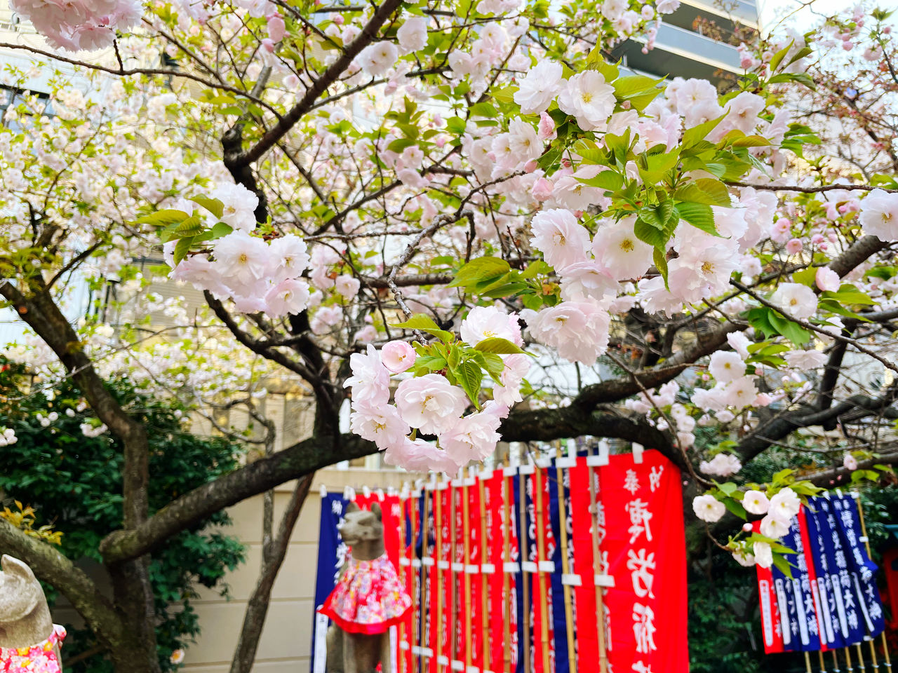 Sunny Day Spring Flowers Spring Is Coming  Tree Flower Blossom Springtime Nature Cherry Blossom Beauty In Nature Cherry Tree Spring