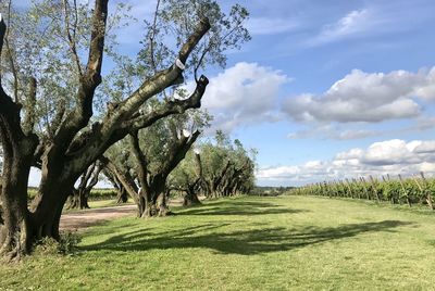 Trees on field against sky