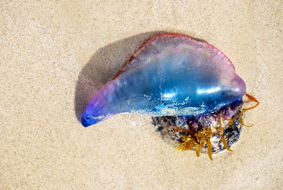 High angle view of jellyfish on beach