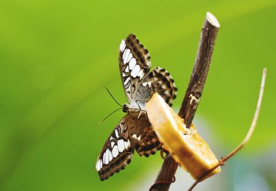 Close-up of butterfly on flower