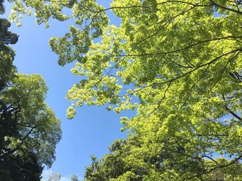 Low angle view of trees against sky on sunny day