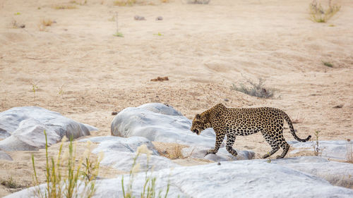 View of cat on ground