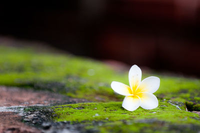 Close-up of frangipani on moss covered rock