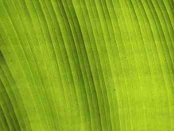 Full frame shot of palm leaf