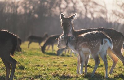 Deer standing in field