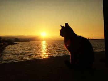 Dog on beach against sky during sunset