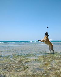 Dog standing in sea against clear sky