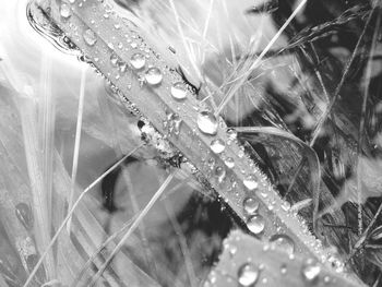 Close-up of water drops on plant