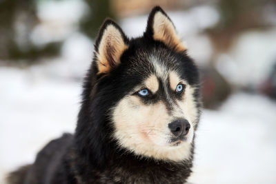 Husky sled dog face, winter background. siberian husky dog breed outdoor muzzle portrait