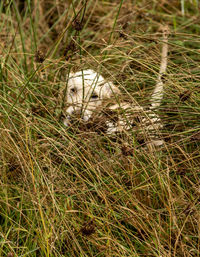 View of cat on grass