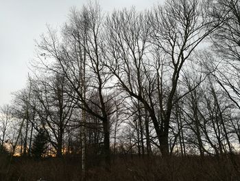 Low angle view of tree against sky