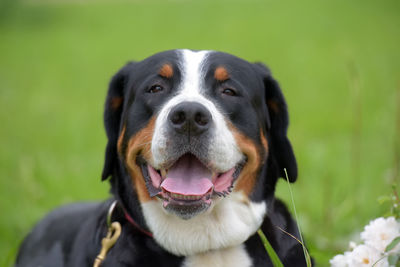 Close-up portrait of a dog