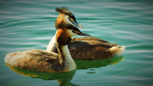 Close-up of duck swimming in lake