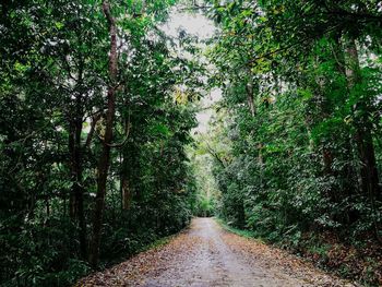 Empty road amidst trees in forest