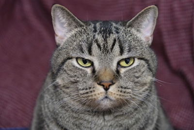 Close-up portrait of tabby cat
