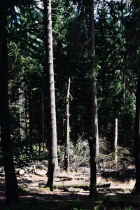 Trees in forest