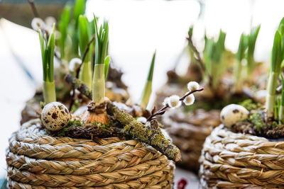 Close-up of pine cone in basket