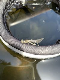 High angle view of turtle in sea