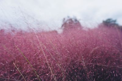Close-up of fresh green grass against sky