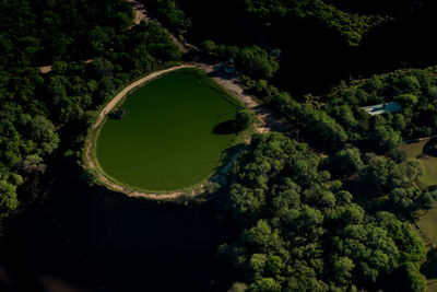 High angle view of trees growing in forest