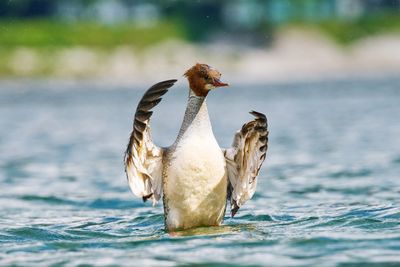 Close-up of a bird