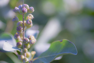 Close-up of purple flowering plant