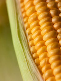 High angle view of corn