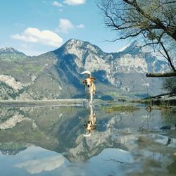 Dog running in lake against mountain range