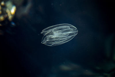 Close-up of jellyfish swimming in sea