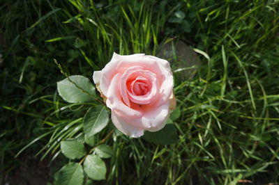 Close-up of pink rose