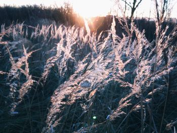 Close-up of snow covered field