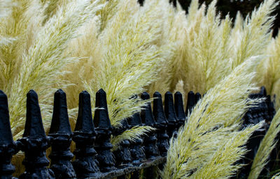 Victorian garden railings.