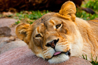 Close-up portrait of lioness resting on rock