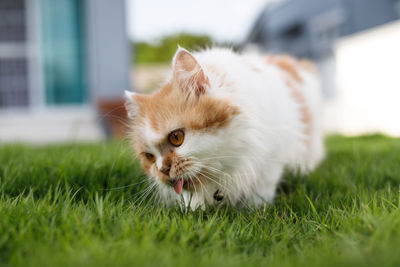 Portrait of a cat on field