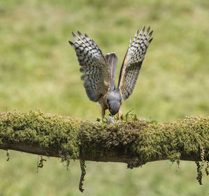 Close-up of bird perching on wall