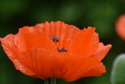 Close-up of insect on orange poppy