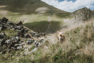 Dog on field by mountains against sky