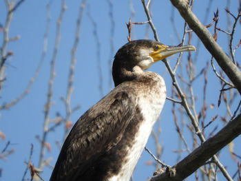 Close-up of bird perching on branch