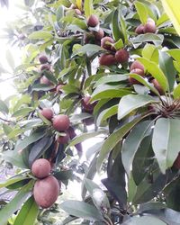 Low angle view of fruits growing on tree