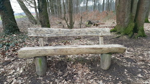 Bench by tree trunk