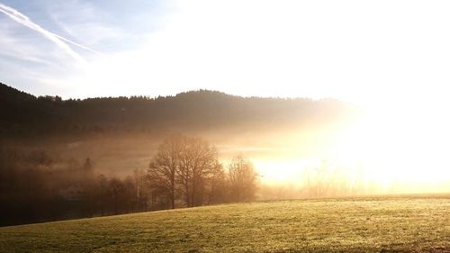 Sun shining through trees on landscape