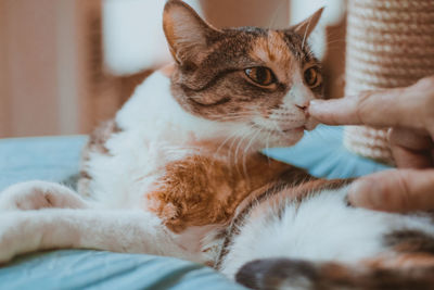 Cat lying on bed