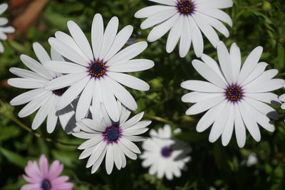 Close-up of white flowers