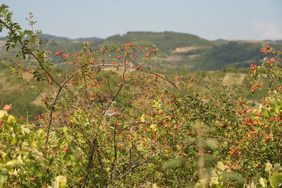 Flowering plants and trees on field