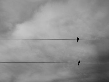 Low angle view of birds in flight