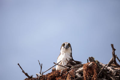 Low angle view of owl perching against sky